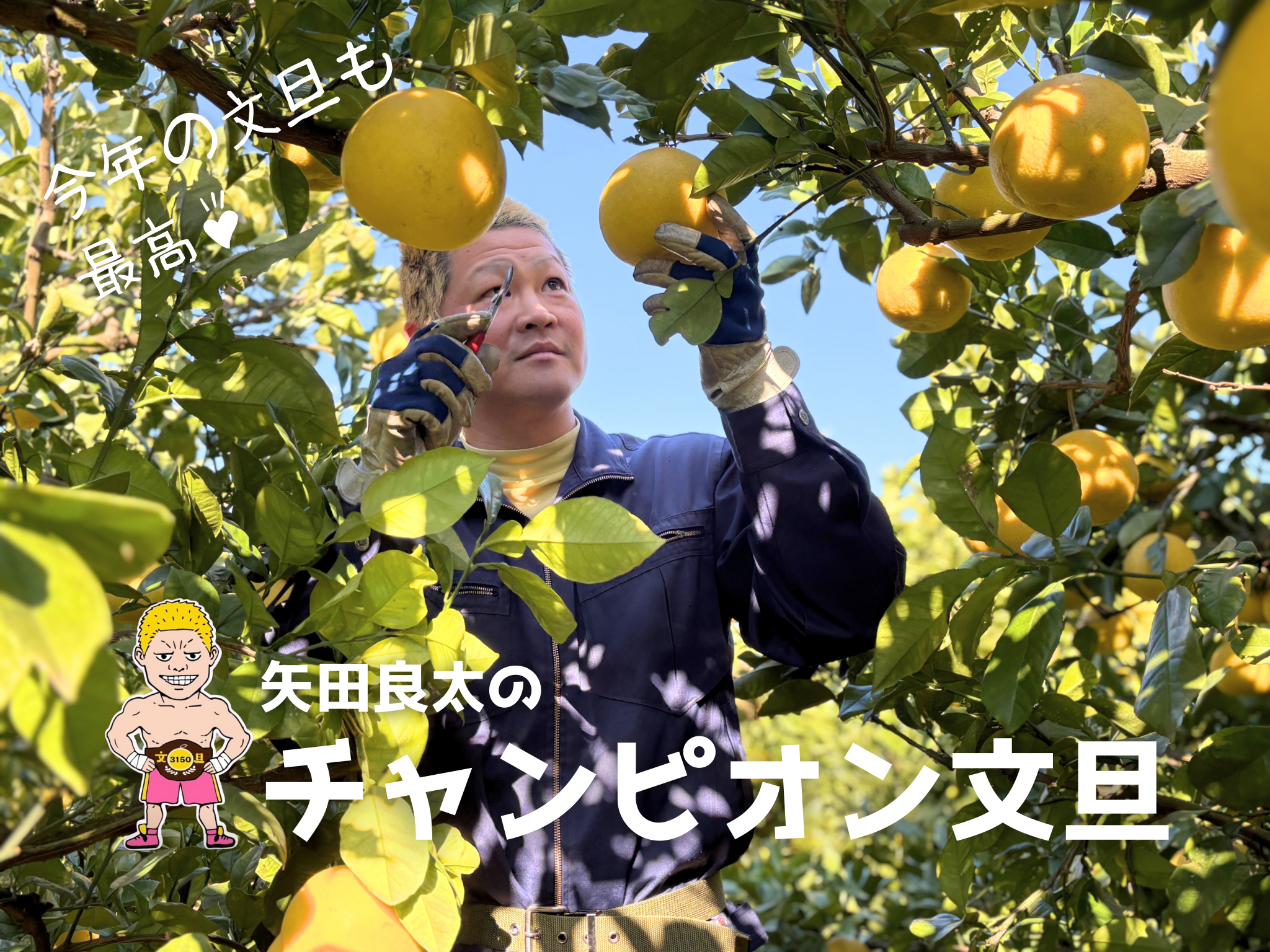 ネット販売】矢田良太のチャンピオン文旦